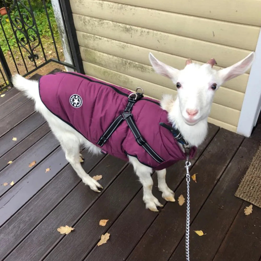 Waterproof dog winter coat with harness opening in rain silk fabric