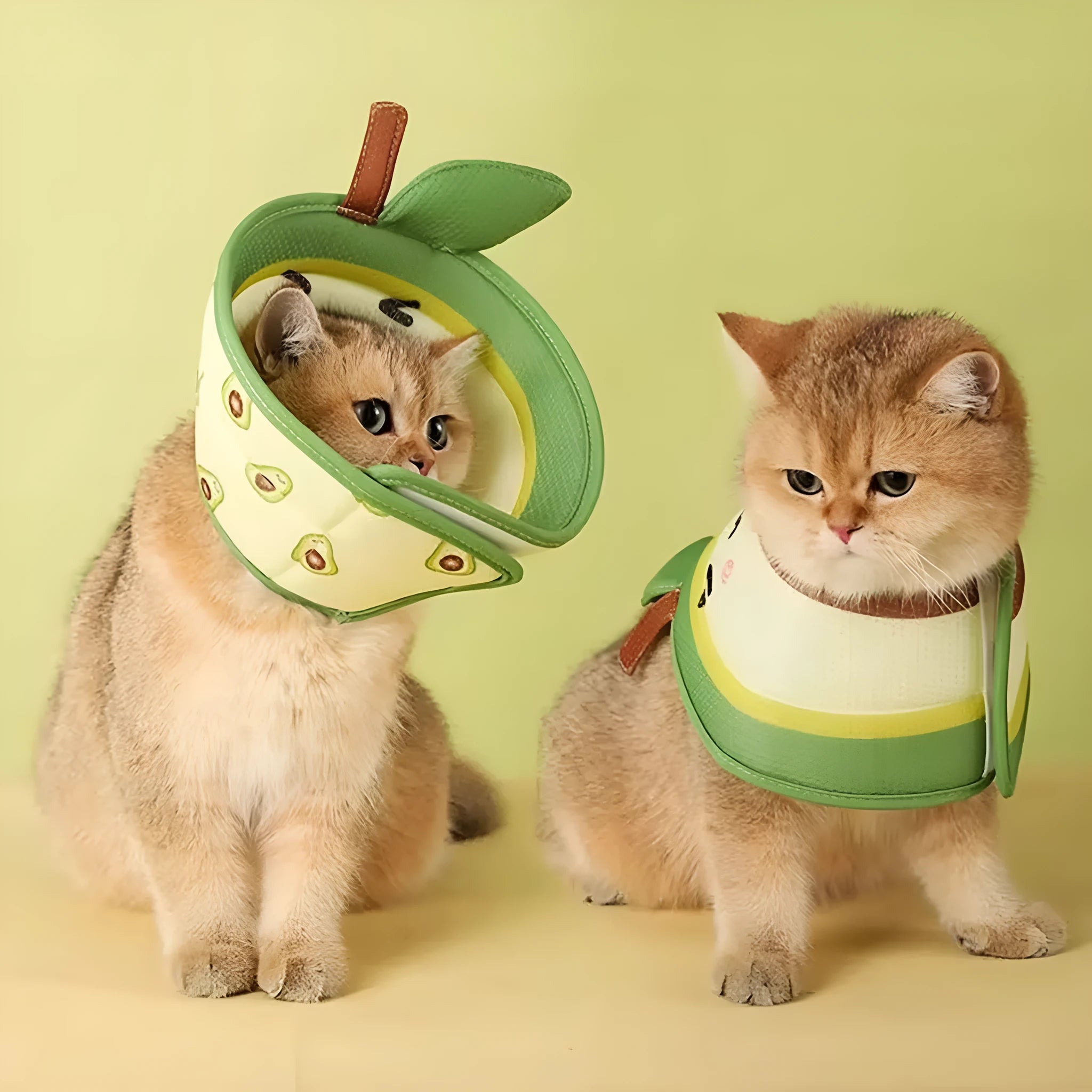 Soft white EPE foam cat cone collar with blue adjustable strap fastened around a cat's neck