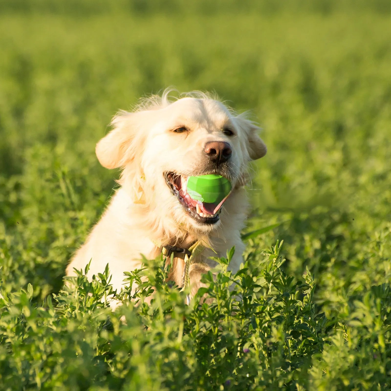 Green natural rubber dog squeaky ball chew toy for aggressive chewers measuring 90mm