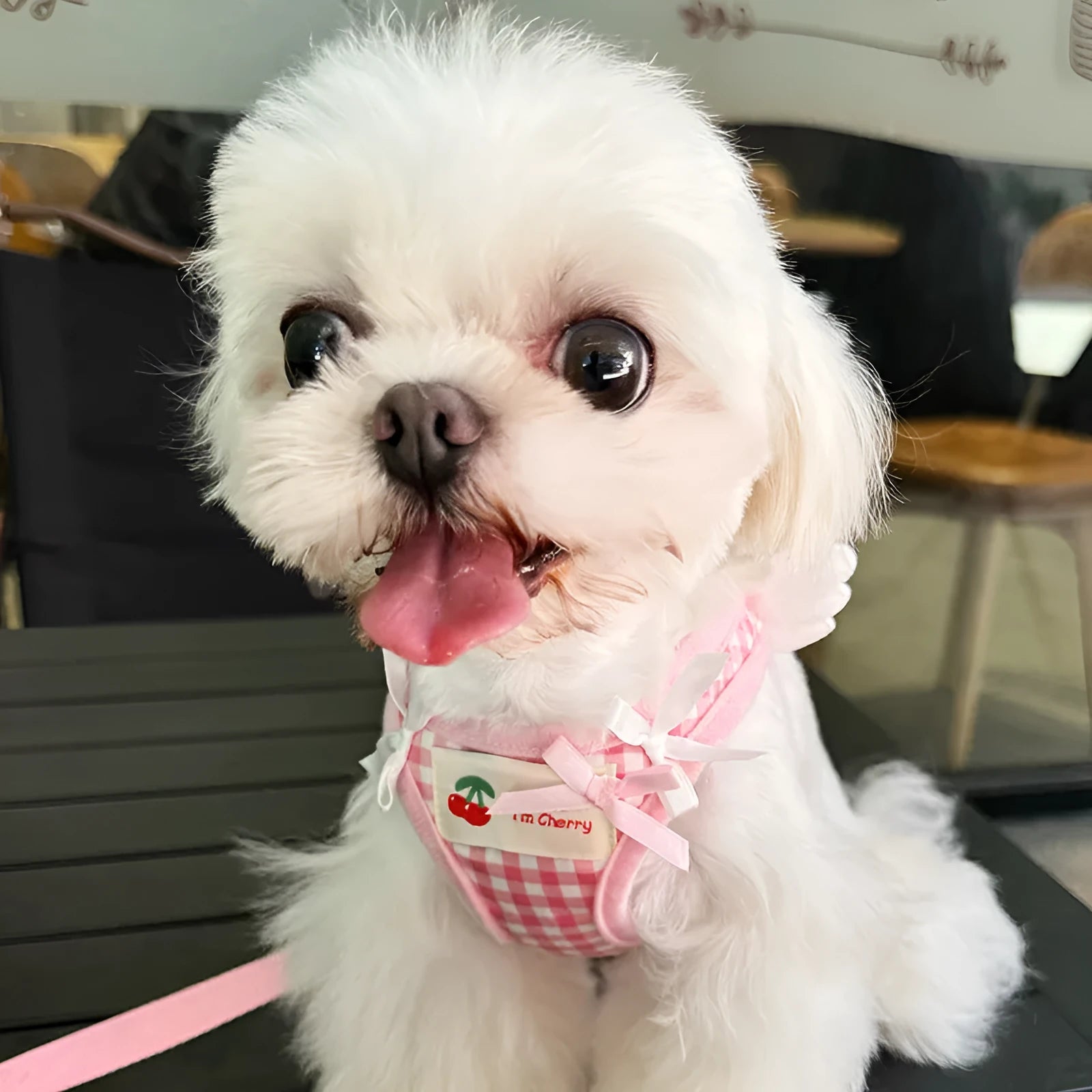 Cotton chest-back dog harness with hand holding rope in pink and black colour options