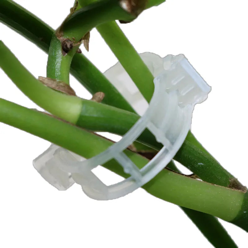 Pack of 50 plastic plant grafting clips for supporting tomato flowers and garden vines.