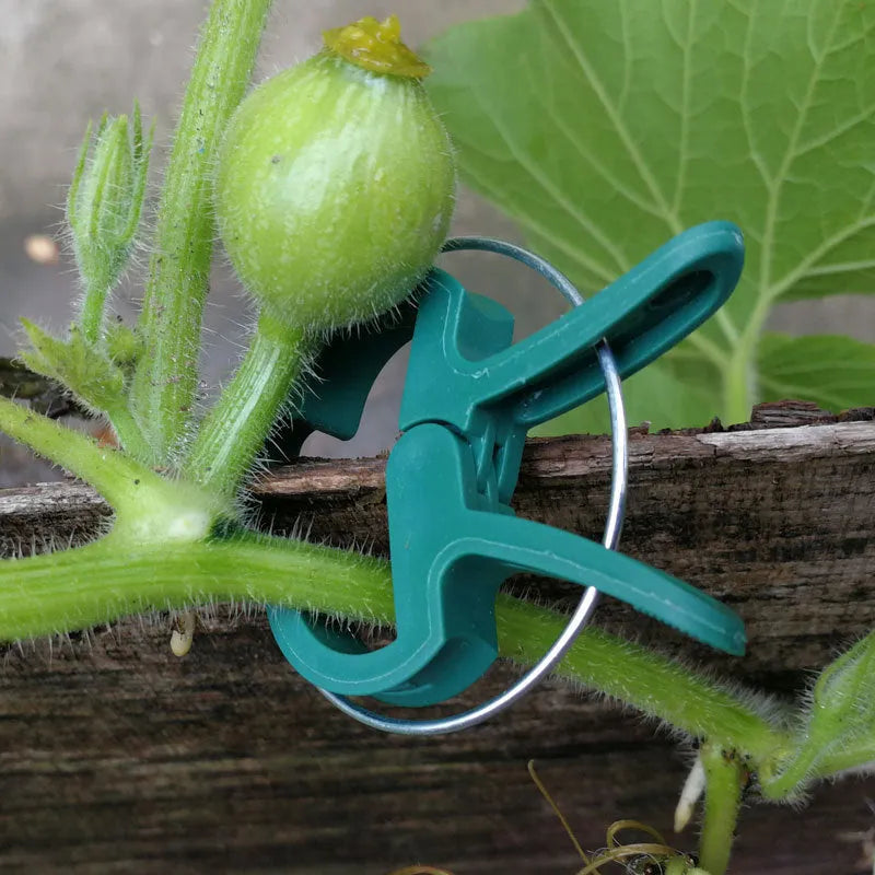 Green plastic and zinc plant fixing clips, showing large and small sizes for supporting climbing vegetables.