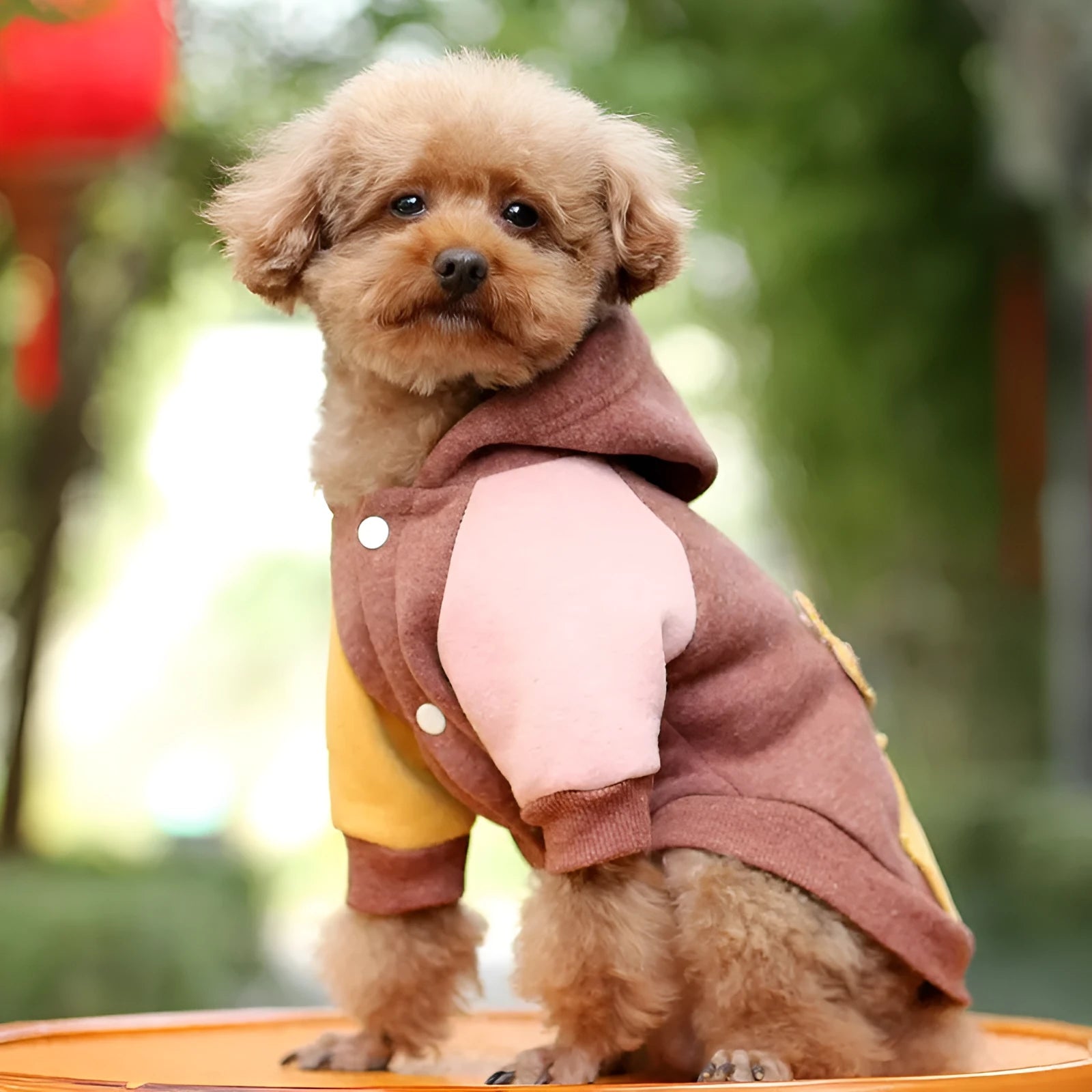 Brown cotton pet sweatshirt for dogs and cats, shown in size M.