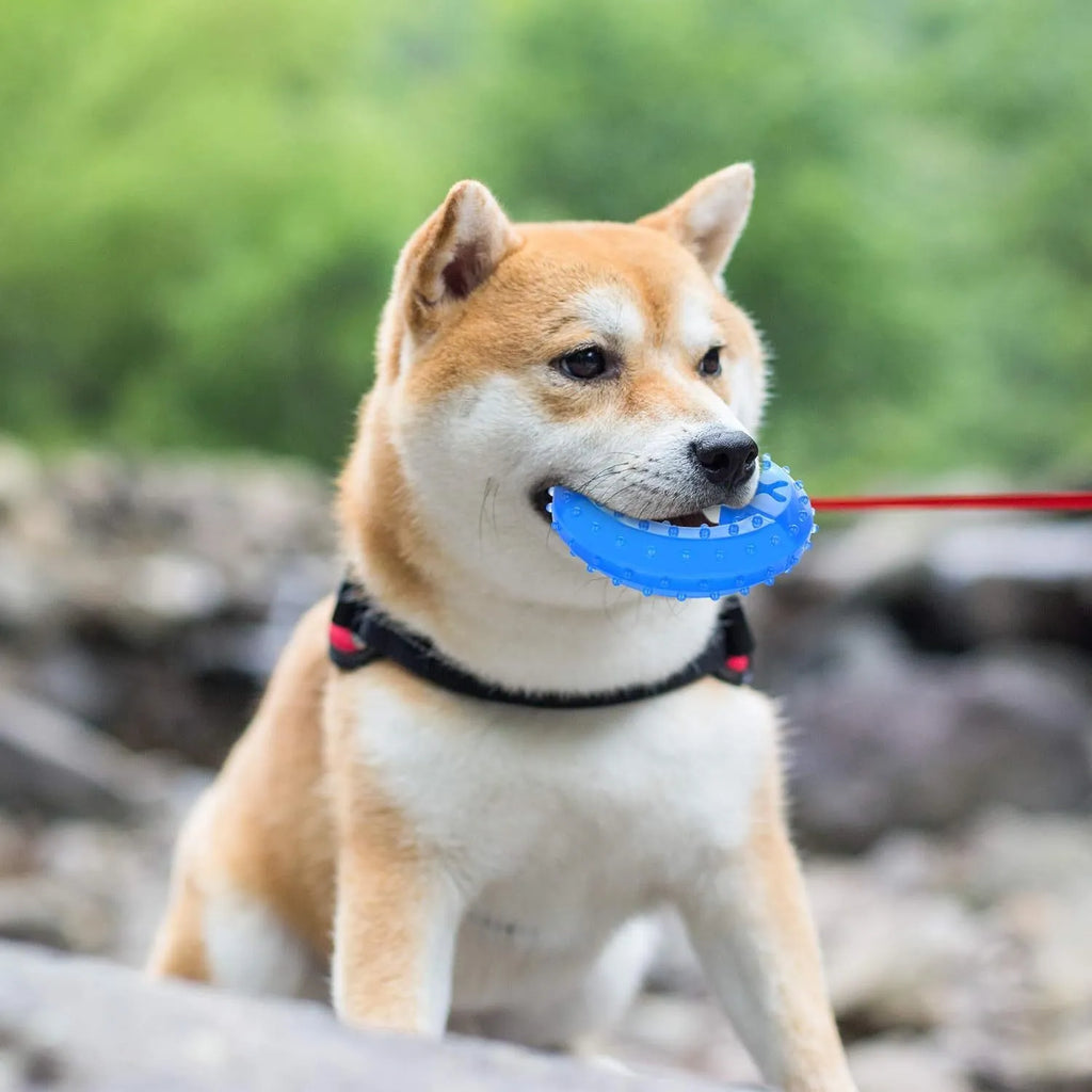 Freezable bone-shaped and circle-shaped dog chew toy for cooling and teething relief.