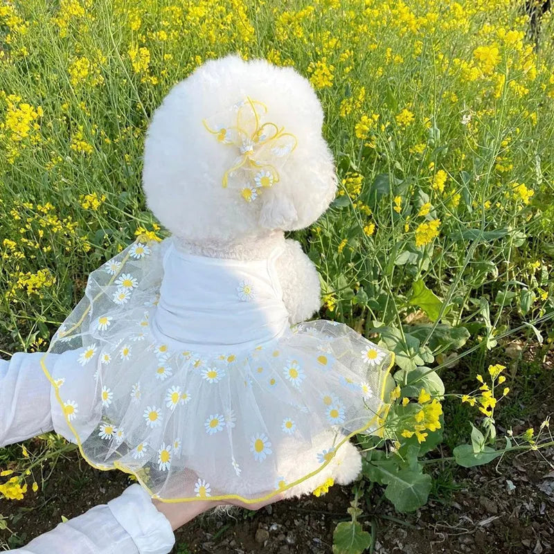 Yellow daisy pattern thin polyester dog clothes on a pet, showing summer apparel fit.