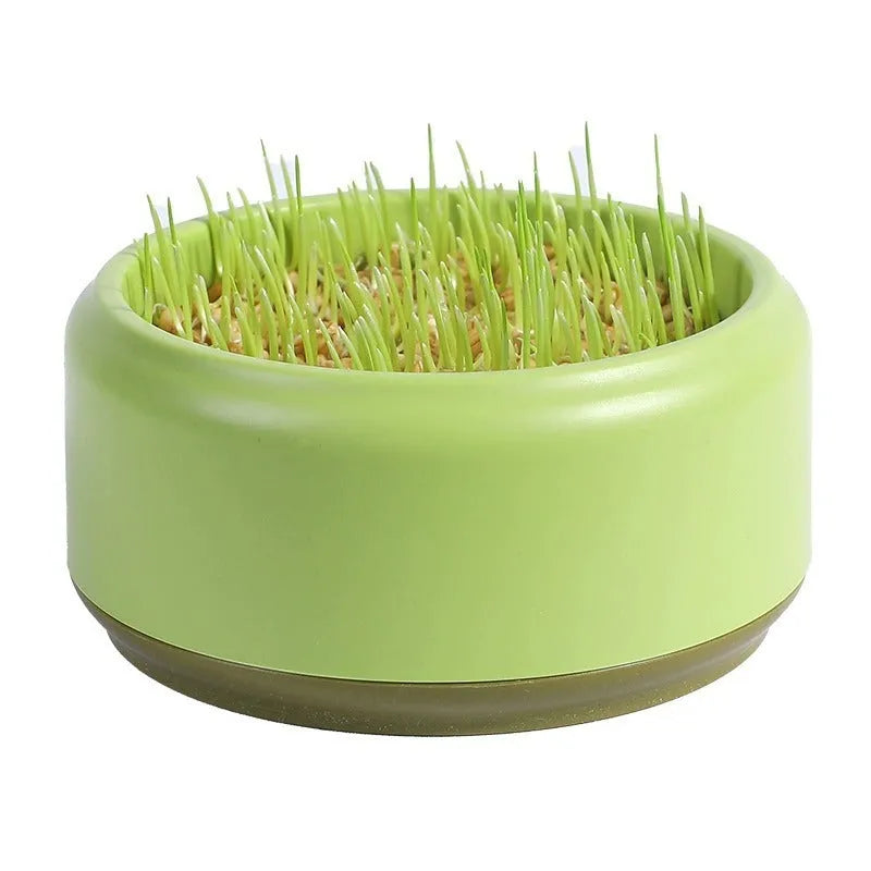Hydroponic cat grass starter kit with soilless growing cups and seed packs in blue, green, yellow colours