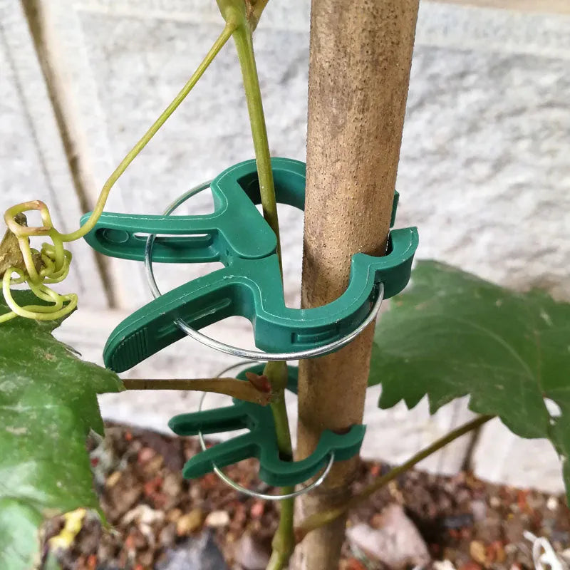 Green plastic and zinc plant fixing clips, showing large and small sizes for supporting climbing vegetables.