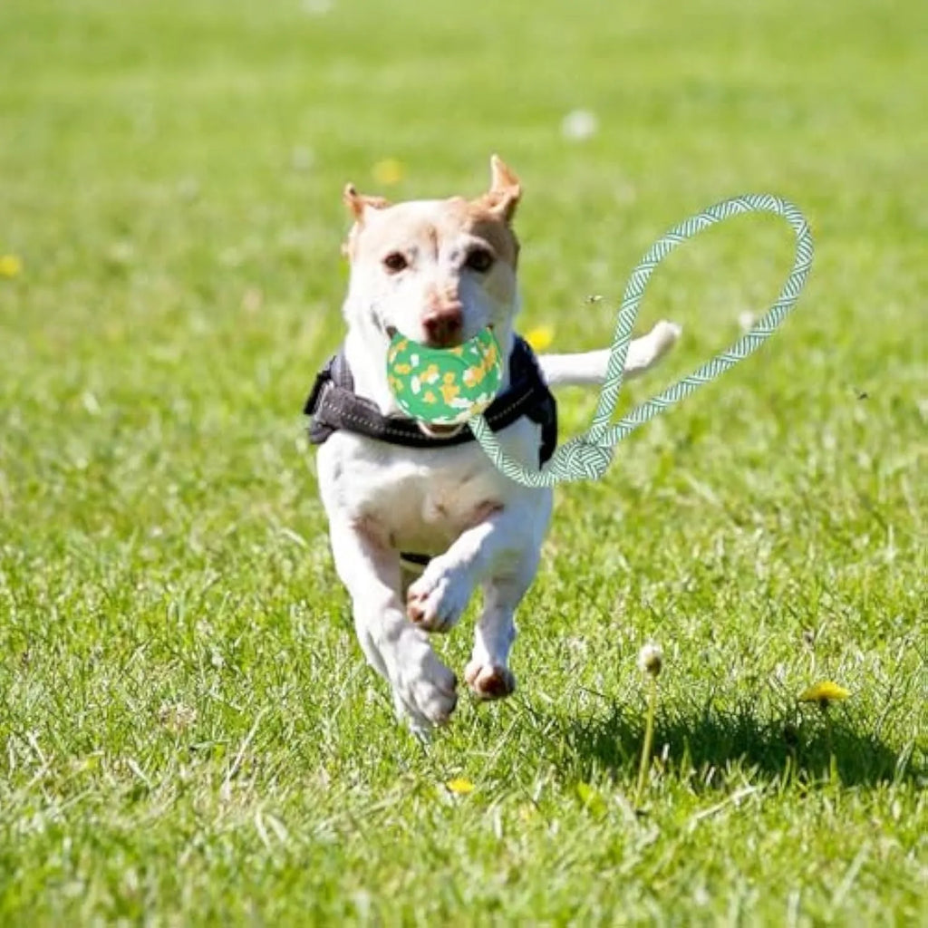 Natural rubber dog ball attached to a nylon rope for fetch and tug games.