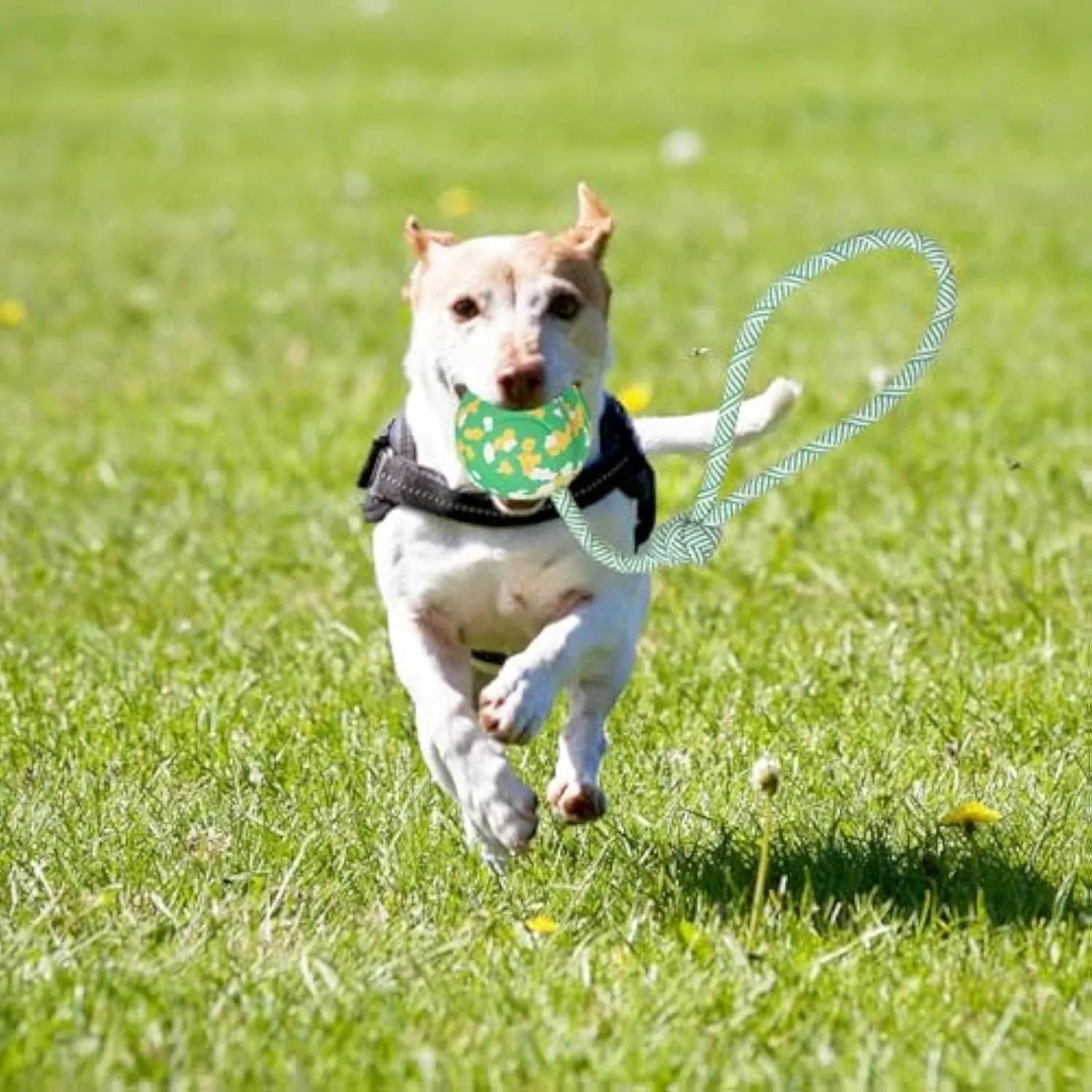 Natural rubber dog ball attached to a nylon rope for fetch and tug games.