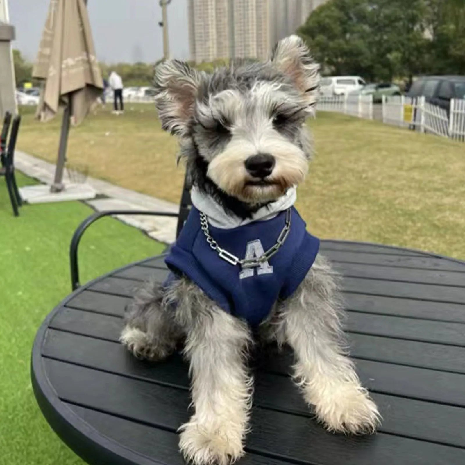 Blue and grey white pet hoodie sweater with reflective letters for cats and dogs