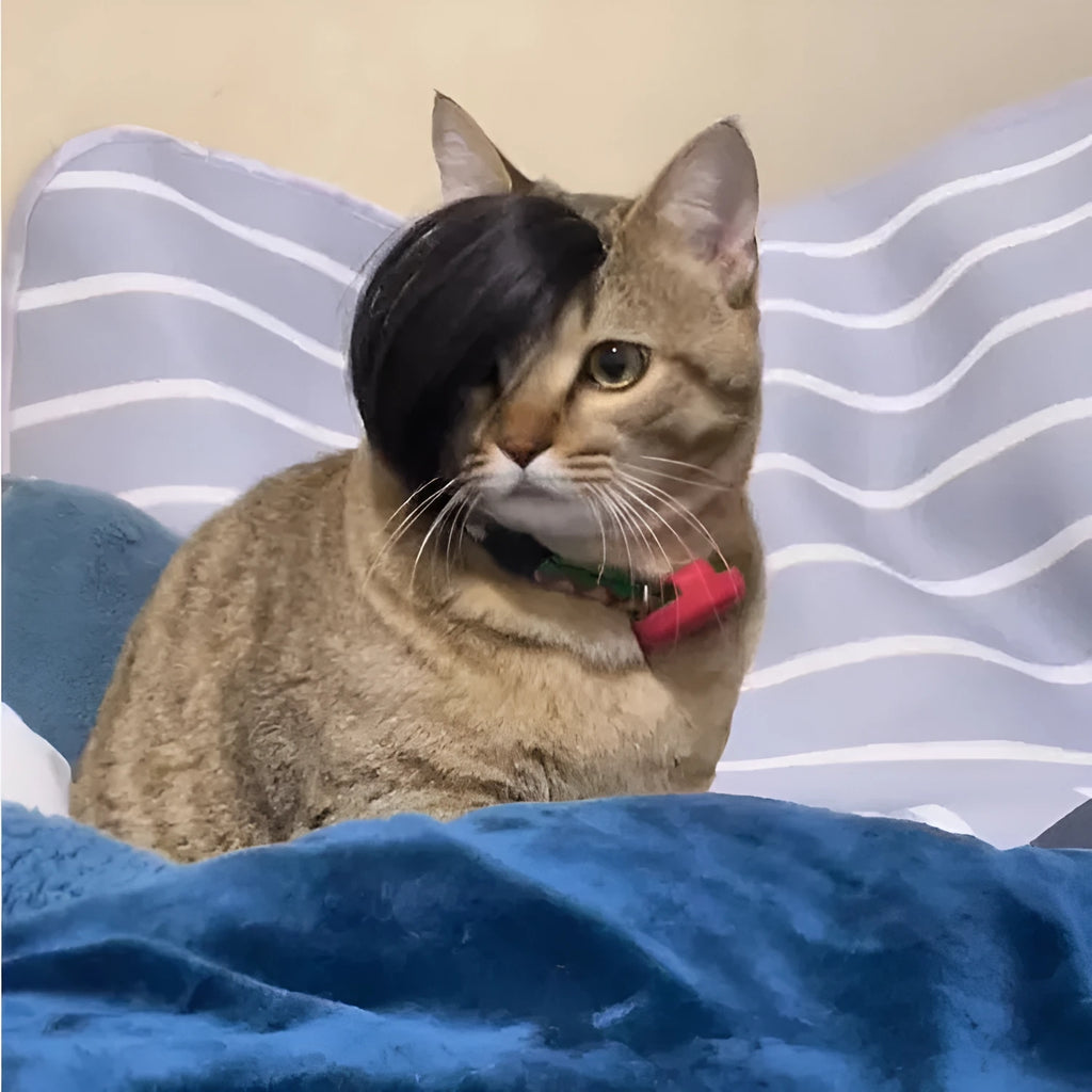 Black polyester fox braid wig stretched on a cat's head for dress-up.