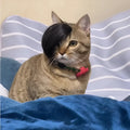 Black polyester fox braid wig stretched on a cat's head for dress-up.