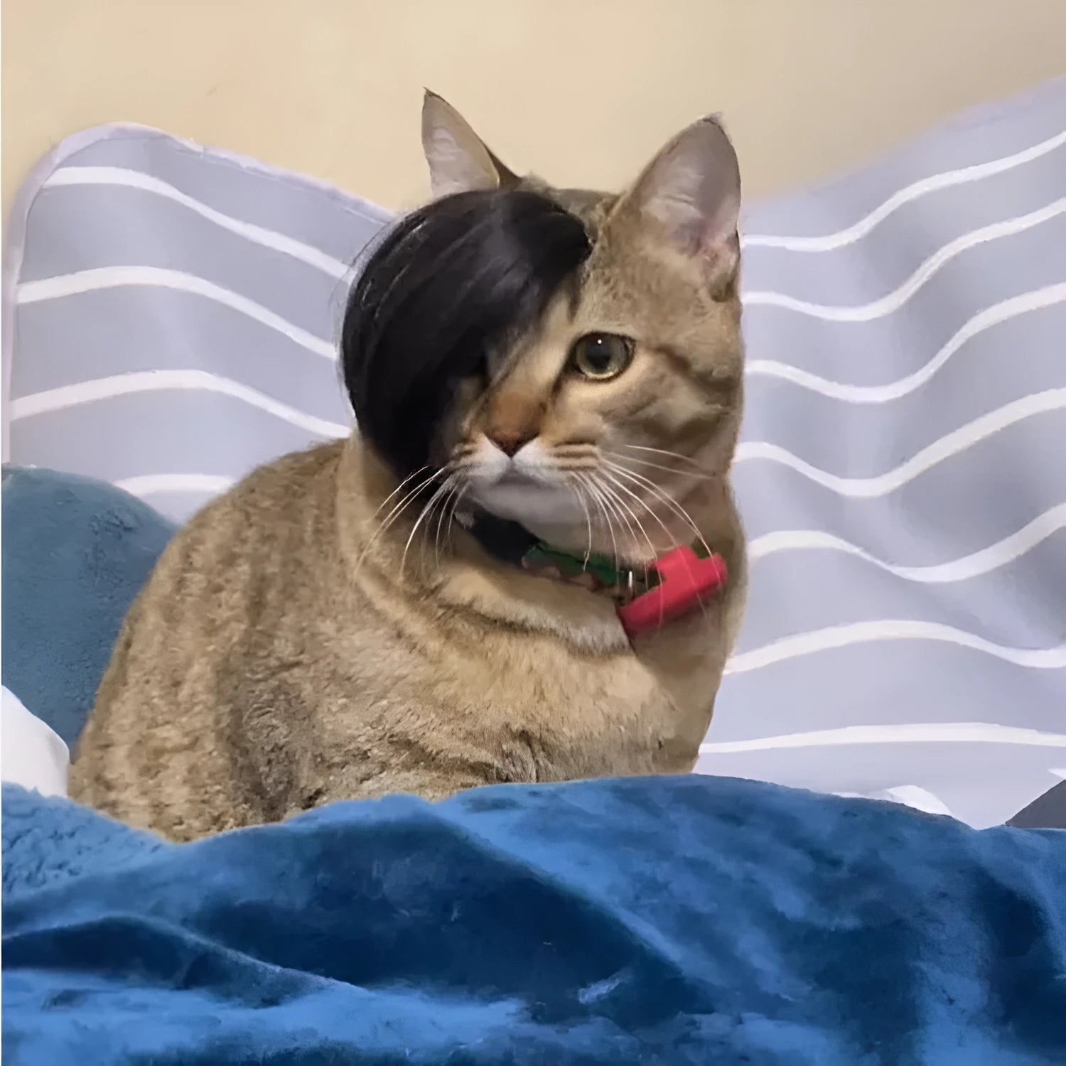 Black polyester fox braid wig stretched on a cat's head for dress-up.