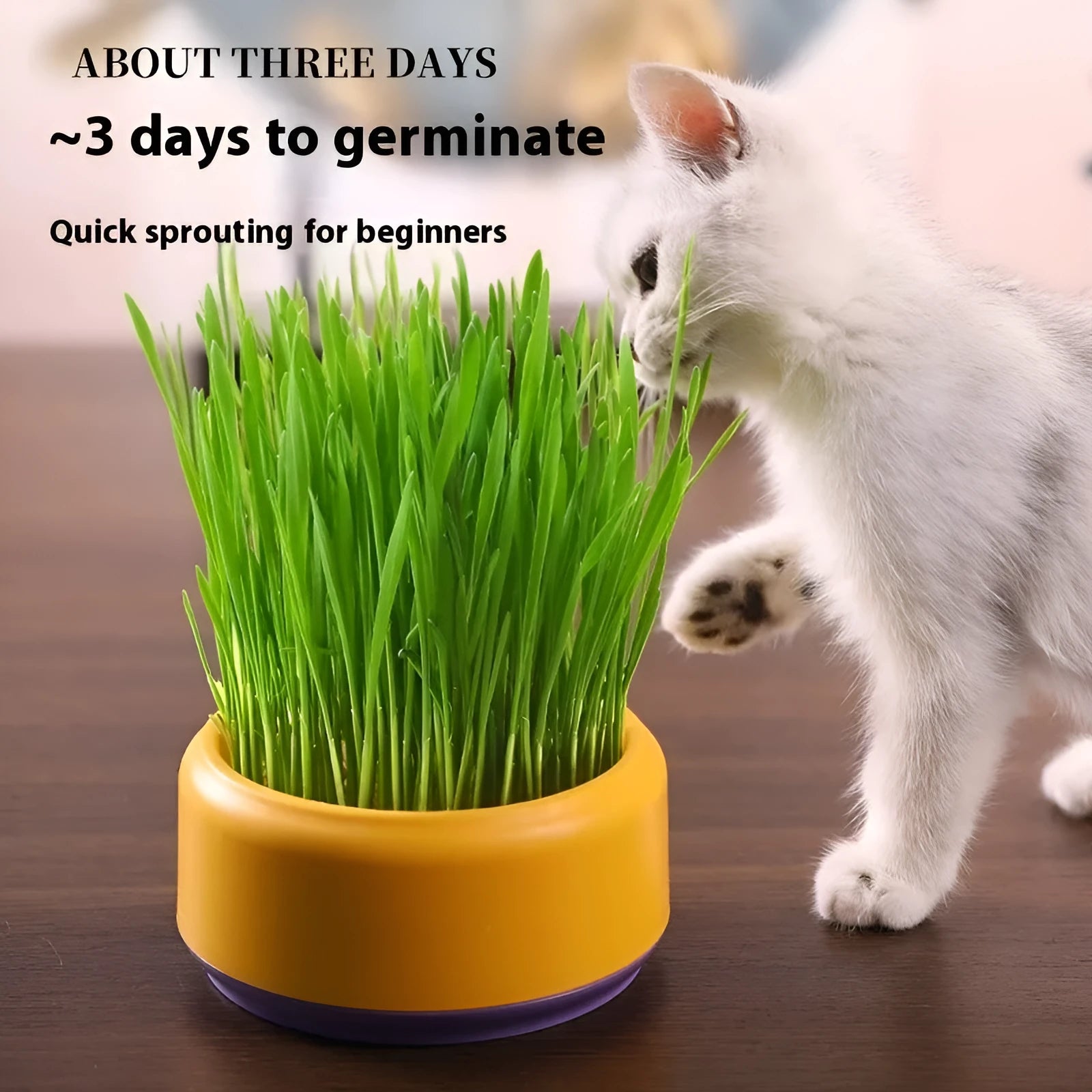Hydroponic cat grass starter kit with soilless growing cups and seed packs in blue, green, yellow colours