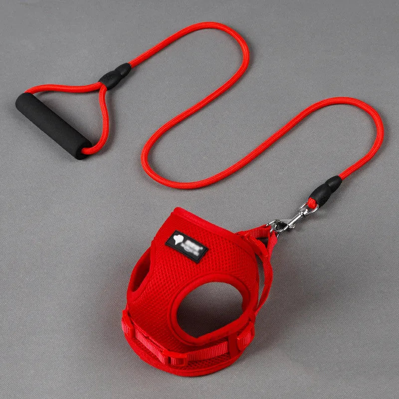 Blue dog leash and collar set with foam handle for small dogs.