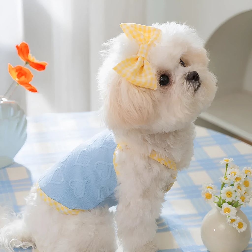 Small dog wearing elastic suspenders vest with heart relief bow in Bondi Blue colour