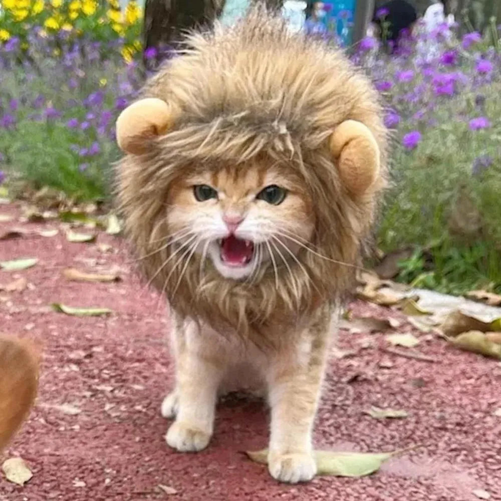 Grey lion mane wig with plush ears on a cat, showing adjustable elastic band.