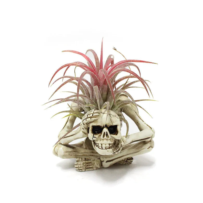 Gothic style resin air plant bracket with detailed skull, iron component, and overall dimensions 7cm x 8cm x 12.5cm