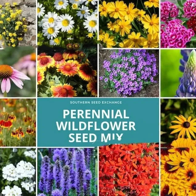 Mixed wildflower and grass seed packets in 1000, 5000, and 10000 seed quantities for garden planting