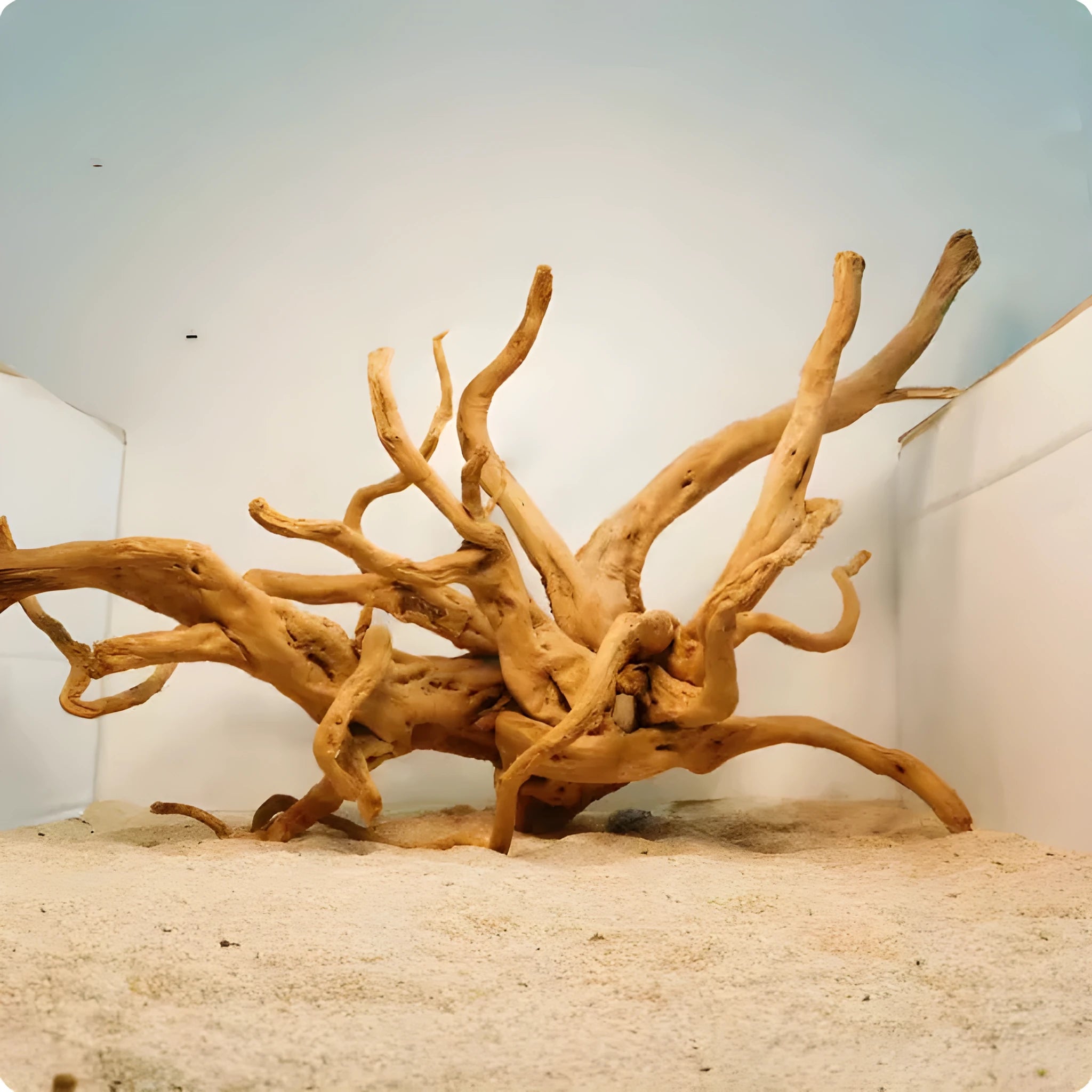 Xiaoqi root natural wood ornament for aquarium decoration in various sizes.