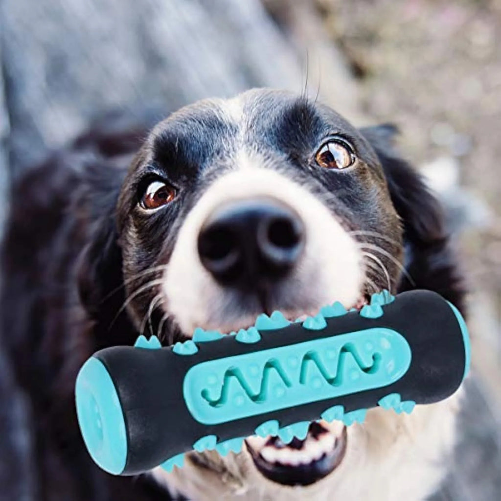 Natural rubber dog dental chew toy with ridges, 15cm long, in blue, green, yellow or black blue