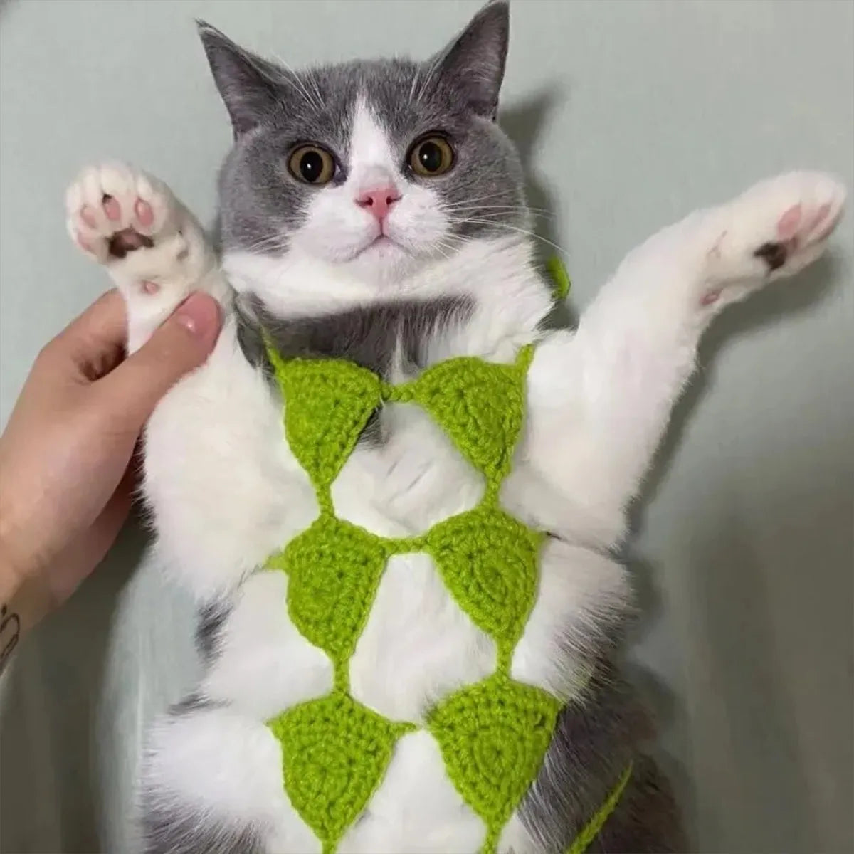 Cat wearing sweet style bikini costume in multiple colour options for festival events