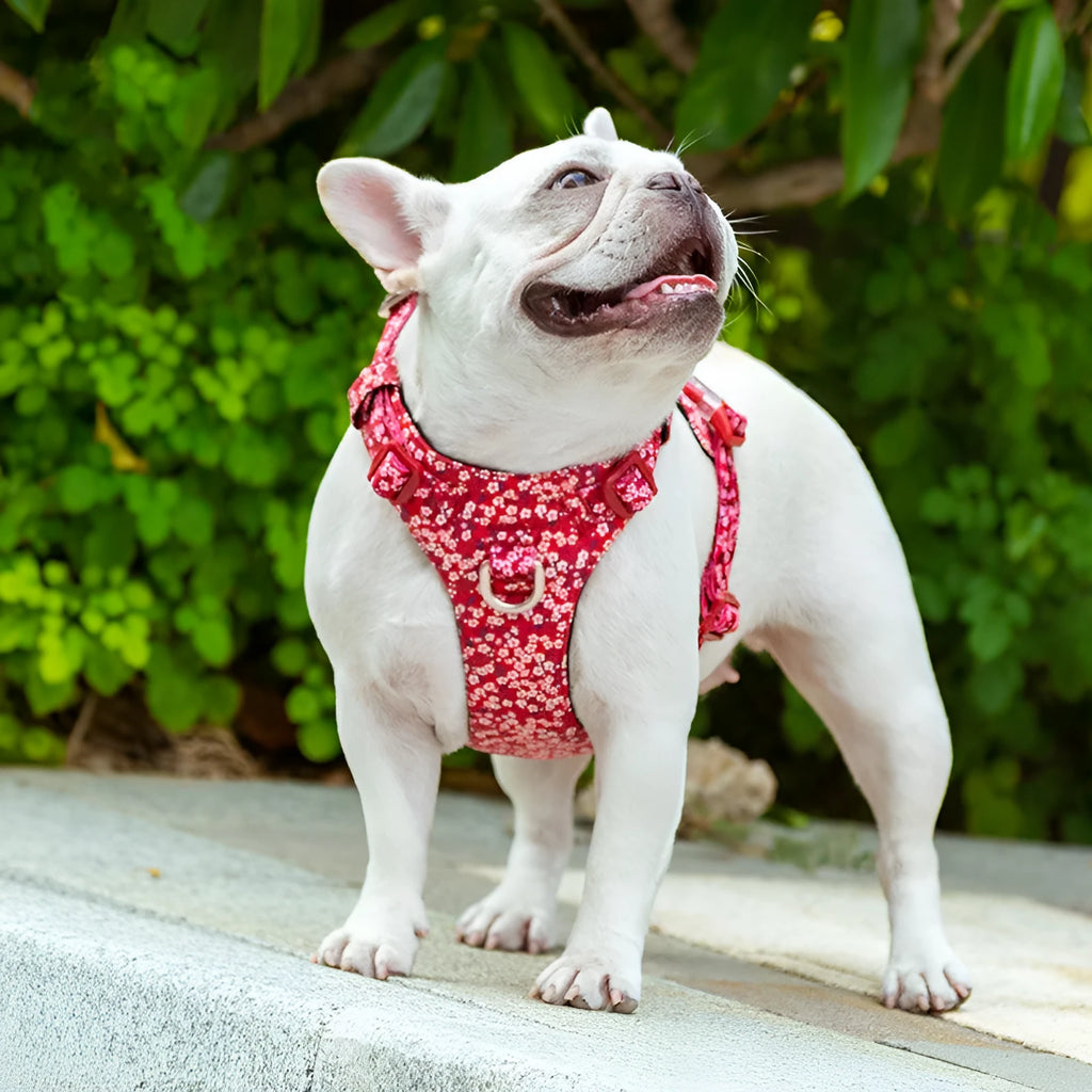 Pure cotton pet harness chest strap with floral pattern in floral red colour