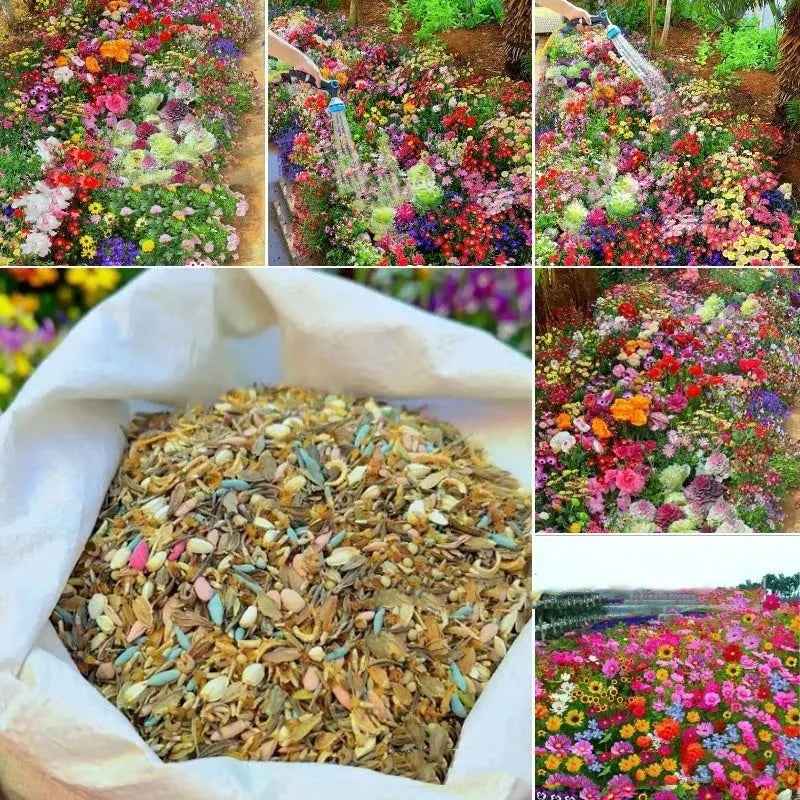 Mixed wildflower and grass seed packets in 1000, 5000, and 10000 seed quantities for garden planting