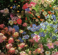 Mixed wildflower and grass seed packets in 1000, 5000, and 10000 seed quantities for garden planting