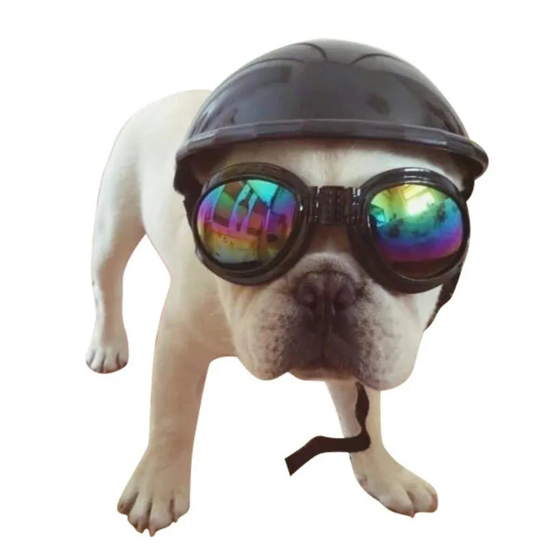 Small dog wearing a solid colour plastic motorcycle cap helmet on its head