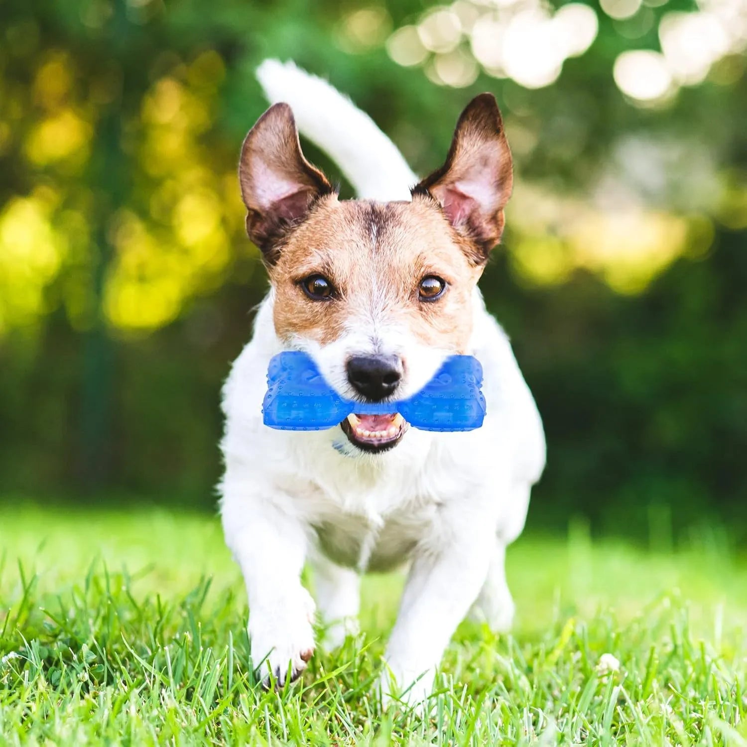 Freezable bone-shaped and circle-shaped dog chew toy for cooling and teething relief.