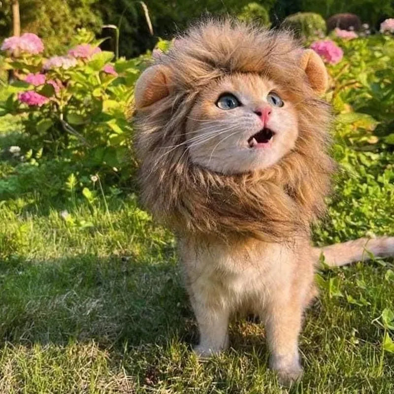 Grey lion mane wig with plush ears on a cat, showing adjustable elastic band.