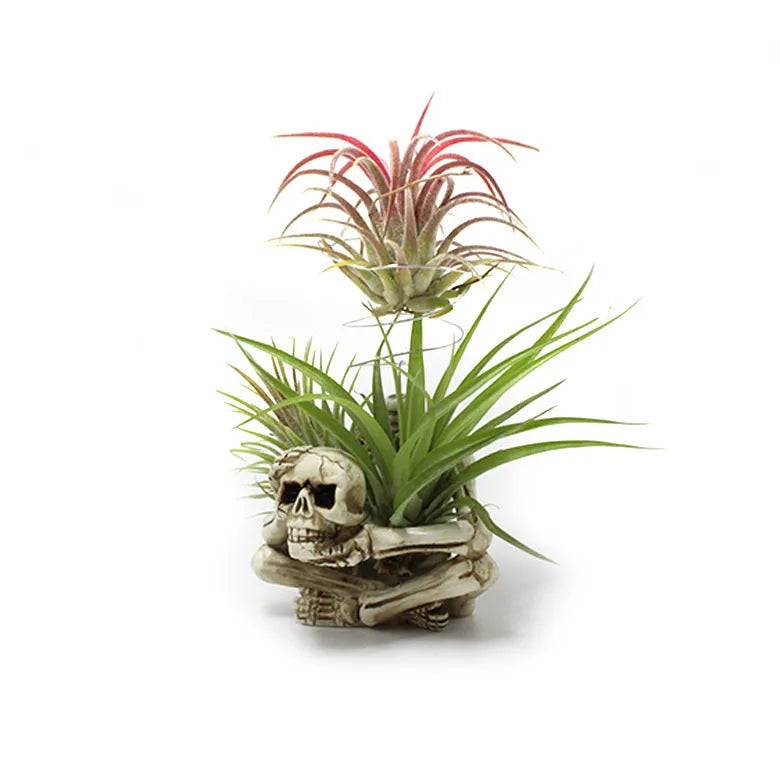 Gothic style resin air plant bracket with detailed skull, iron component, and overall dimensions 7cm x 8cm x 12.5cm