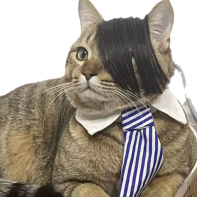 Black polyester fox braid wig stretched on a cat's head for dress-up.