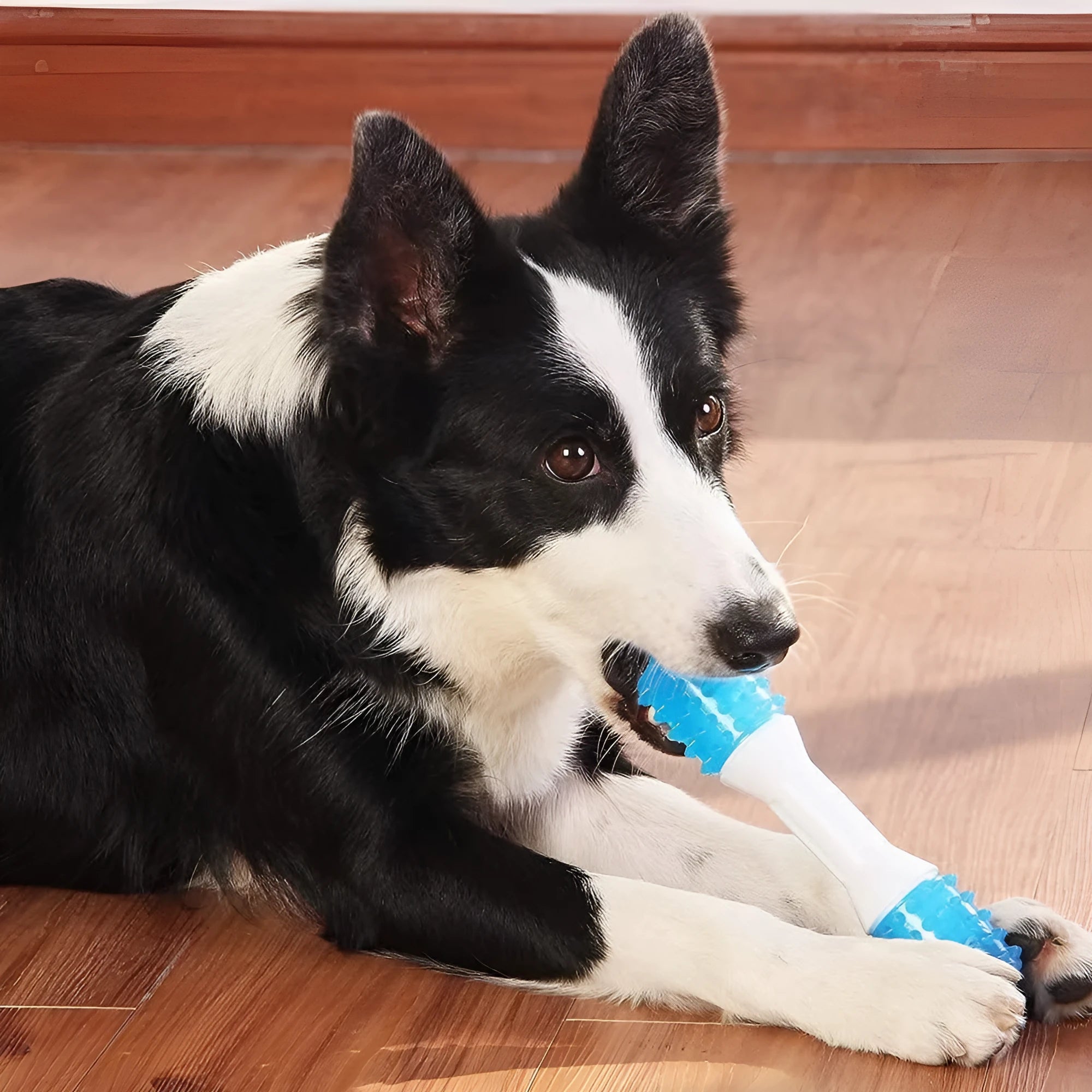 Dual-colour puppy teething chew toy in three sizes for dental health