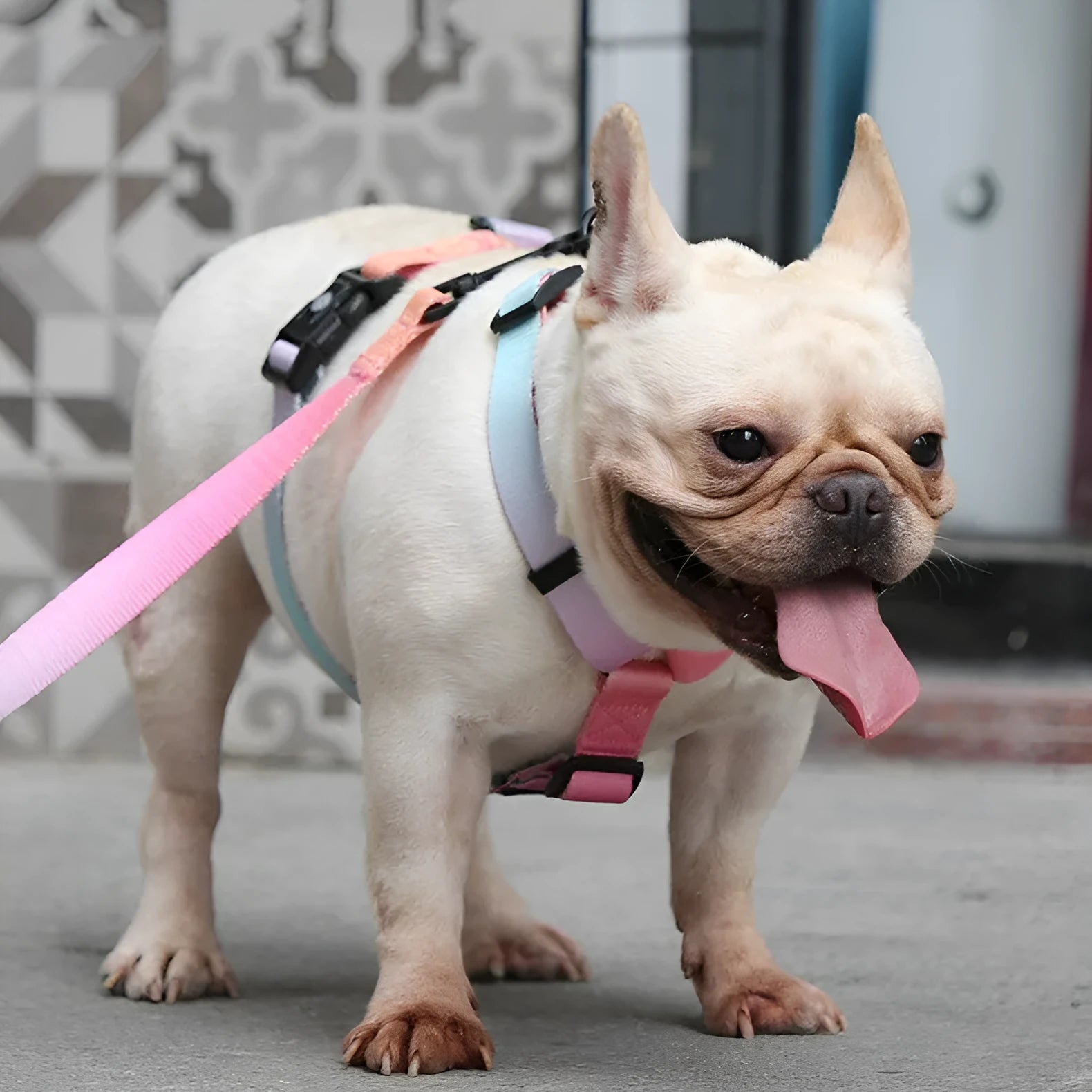 Gradient colour dog harness chest strap in polyester material showing purple and blue colour blend.