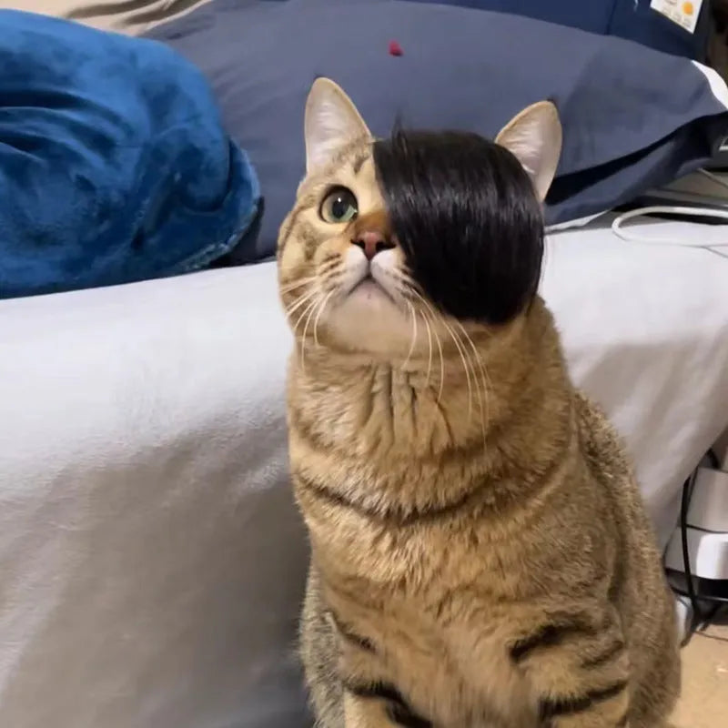 Black polyester fox braid wig stretched on a cat's head for dress-up.