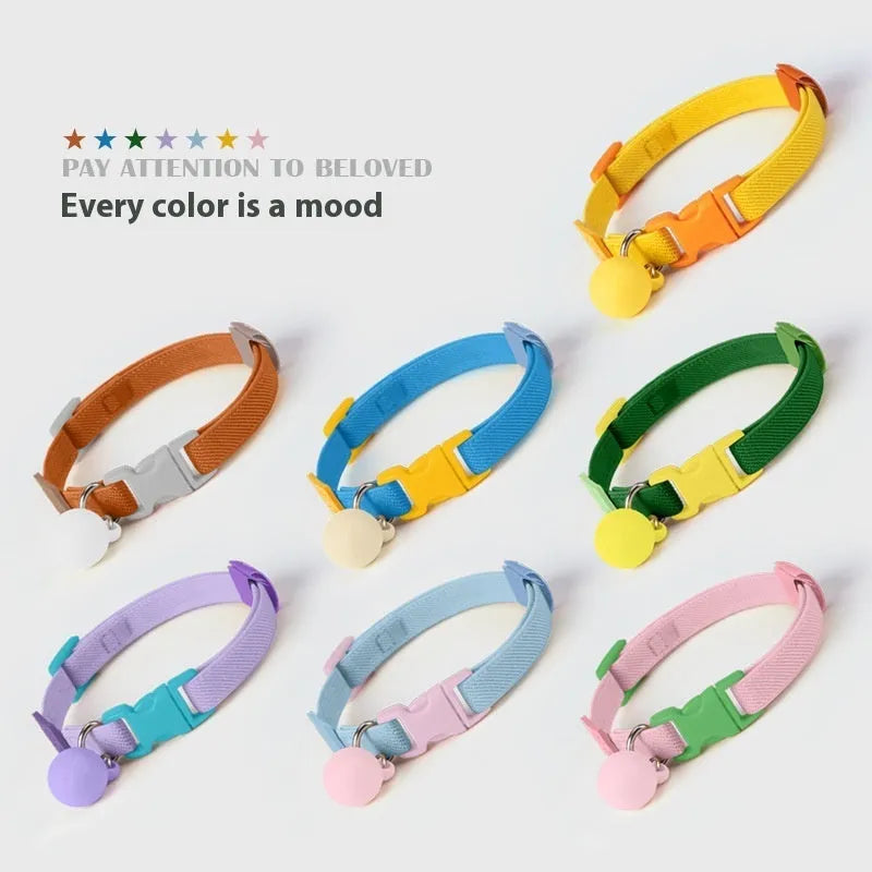 Small dog's elastic polyester collar in a solid colour with a buckle, showing the adjustable length.