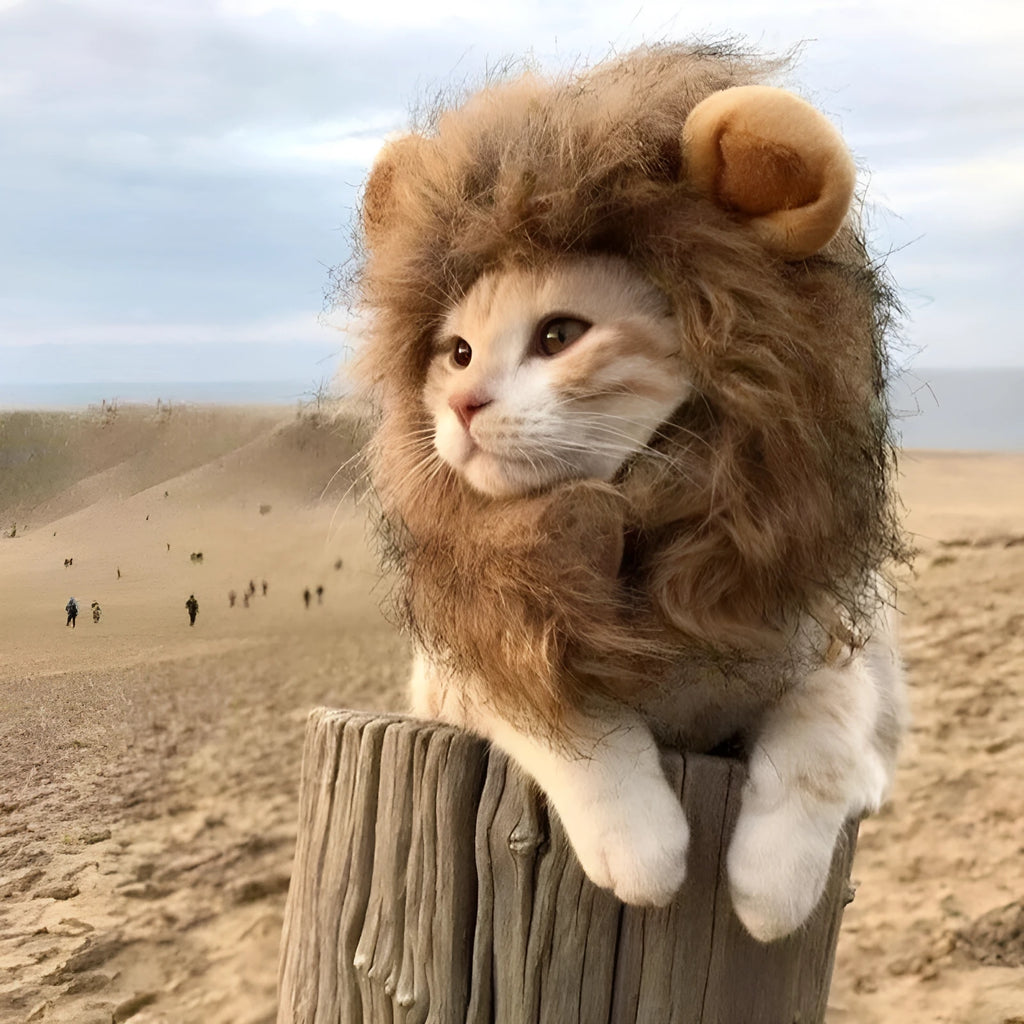 Grey lion mane wig with plush ears on a cat, showing adjustable elastic band.