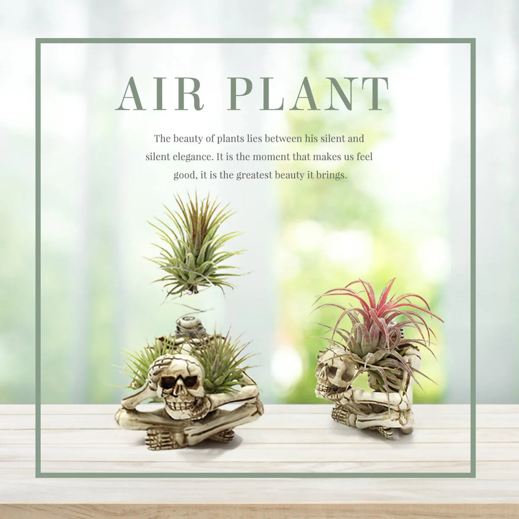 Gothic style resin air plant bracket with detailed skull, iron component, and overall dimensions 7cm x 8cm x 12.5cm