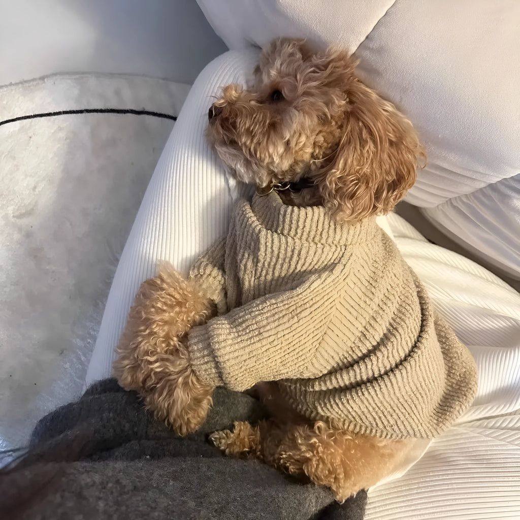 Brown knitted dog sweater on a small white dog, showing a casual pullover style.