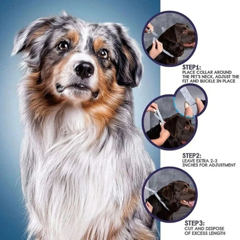 Plastic flea and anti-lice collar for cats or dogs in rainbow packaging