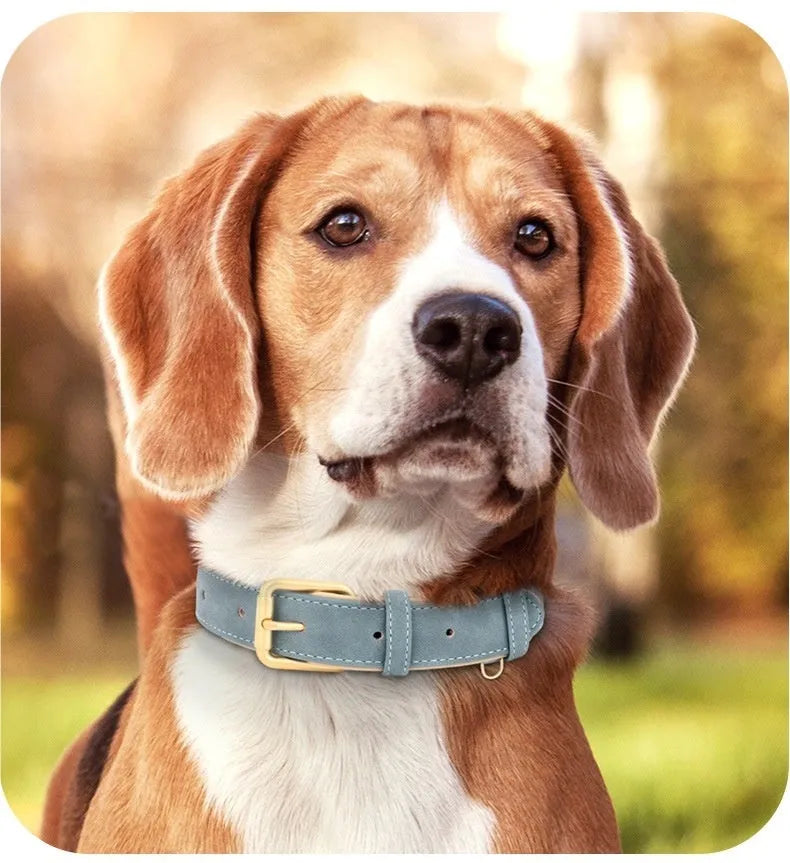 Double-layer leather dog collar and matching lead in rose red, brown, or blue