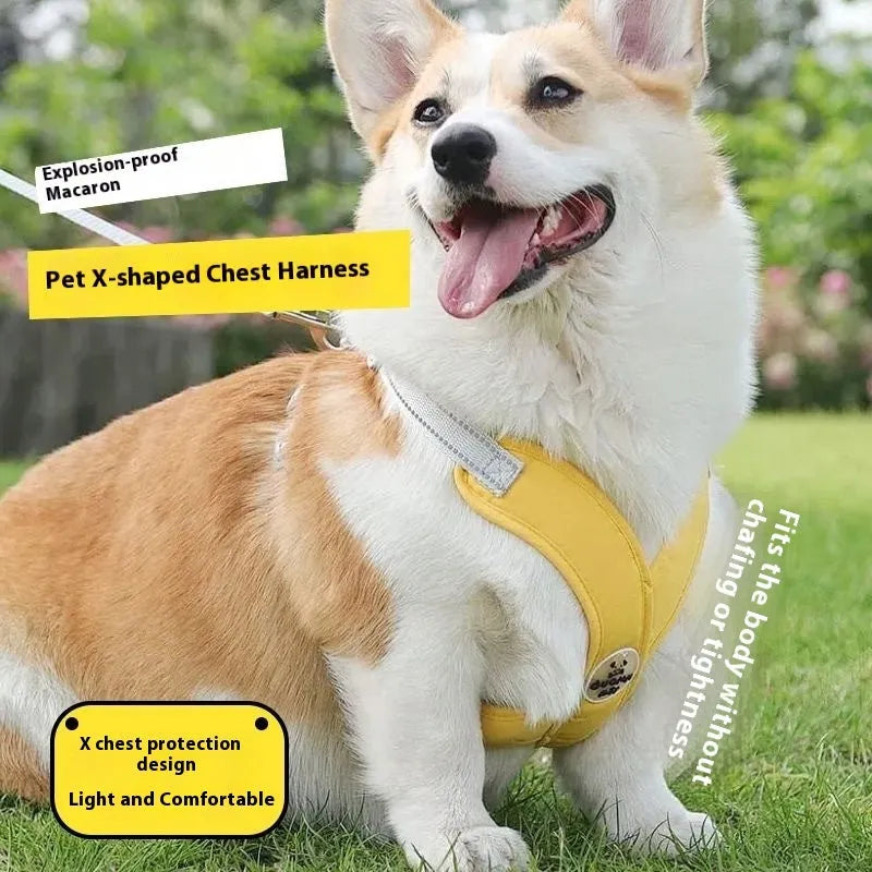 Polyester dog vest with attached hand holding rope in blue colour