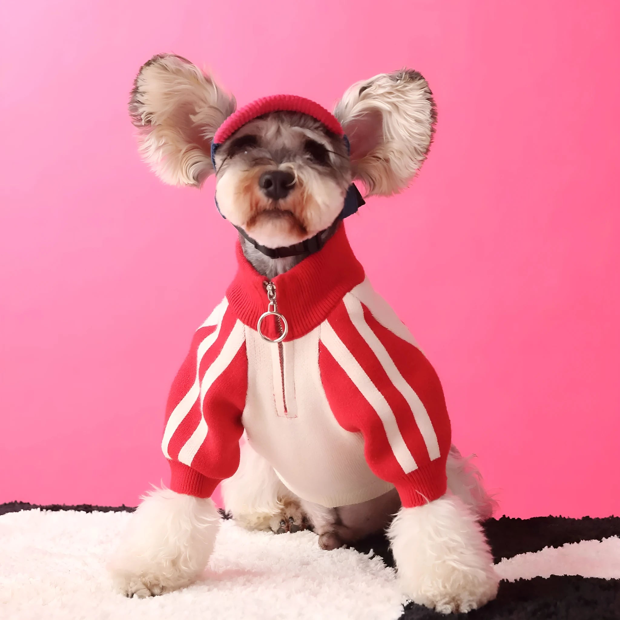 Red wool-blend sports cardigan sweater for dogs on mannequin showing menswear styling