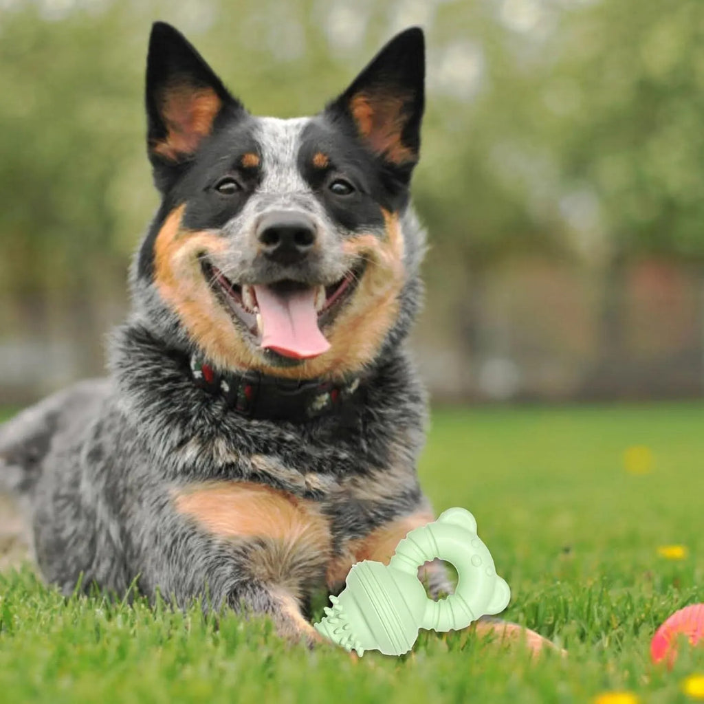 Blue rubber dog chew toy with textured surface and bell inside for teeth cleaning and play