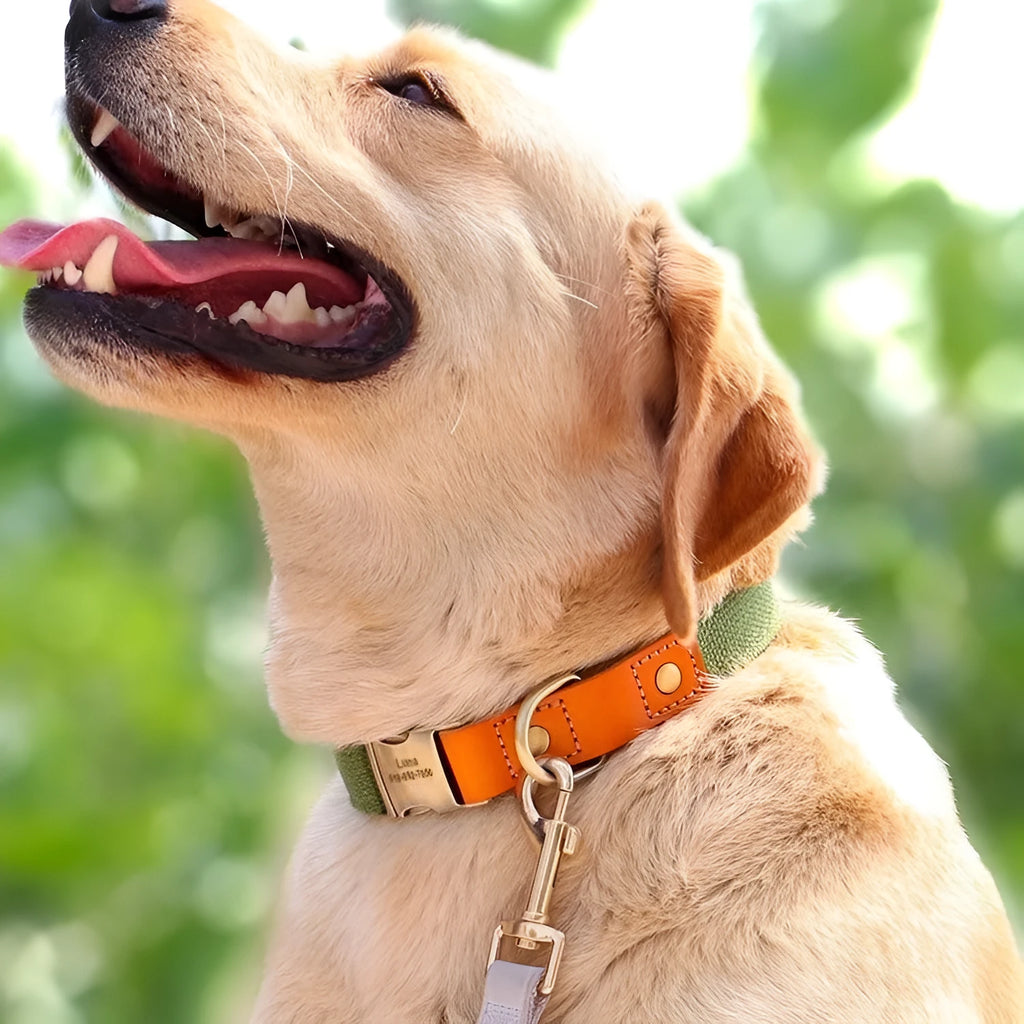 Small dog mohair collar and traction rope set in six colour options with XS S M sizing