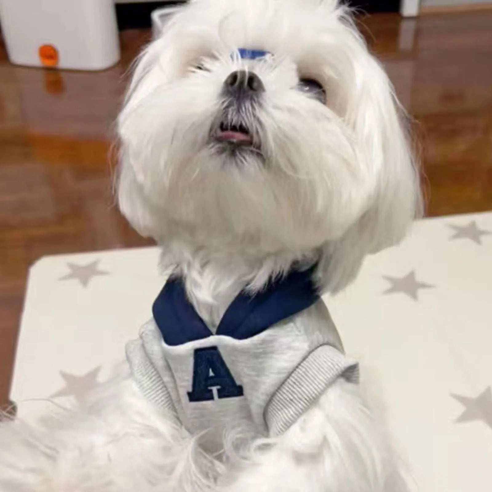 Blue and grey white pet hoodie sweater with reflective letters for cats and dogs