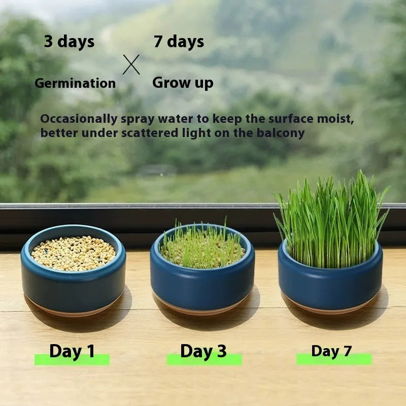 Hydroponic cat grass starter kit with soilless growing cups and seed packs in blue, green, yellow colours
