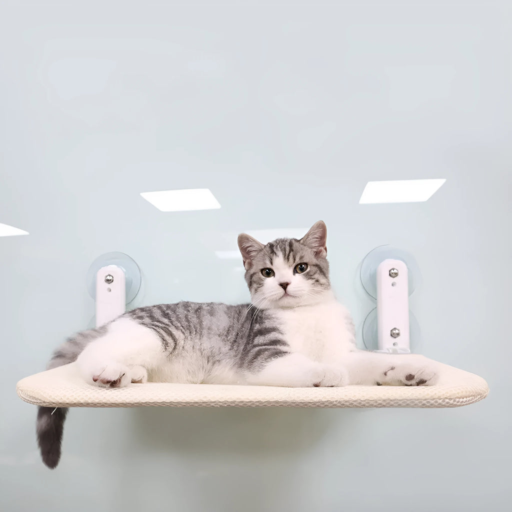 Stainless steel frame cat hammock with foldable cushion mounted on a window using suction cups.